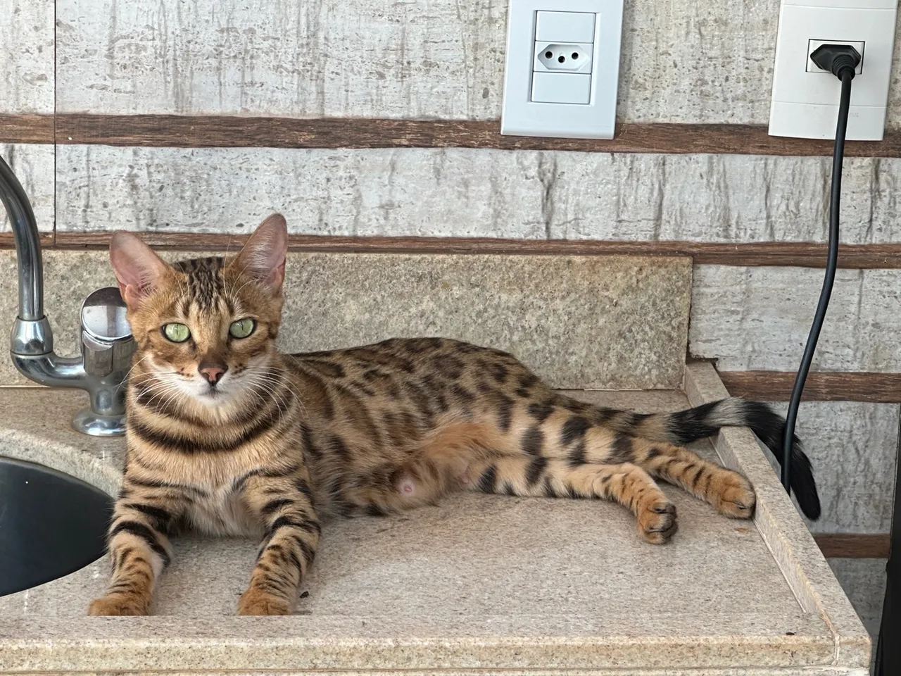 VENDO GATA RAÇA BENGAL MADREADORA ( FEMEA SEM CASTRAR )