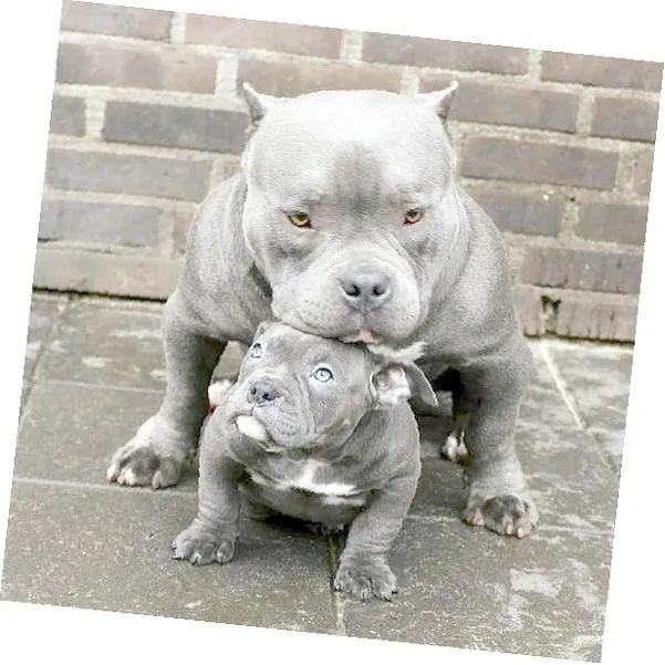 American Bully Filhotes com excelente porte e criação responsável