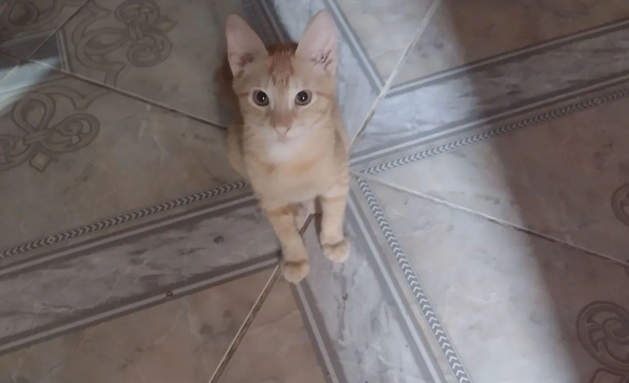 Gatinho fofo para adoção - Foto 2