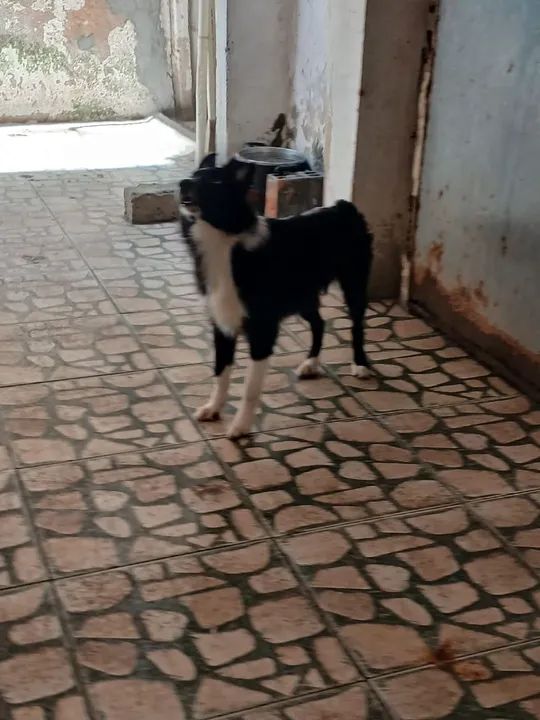 Cachorro Border Collie fêmea 6 meses 