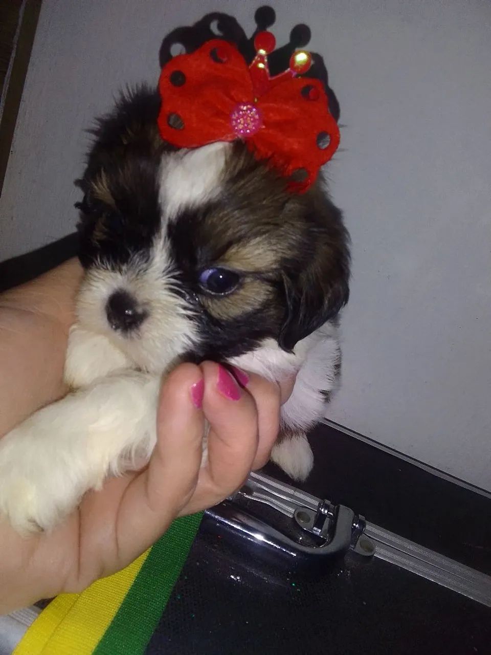 Shih Tzu Fêmea tricolor 40 dias - Foto 4