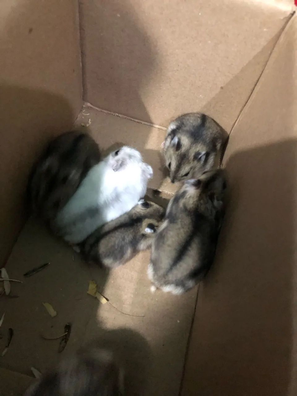 Hamster anão  russo - Foto 5