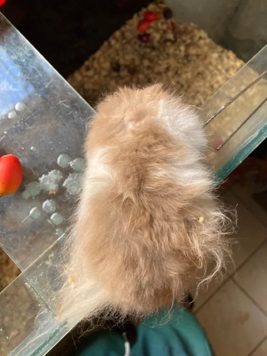 Hamster fofin Macho para venda  - Foto 2