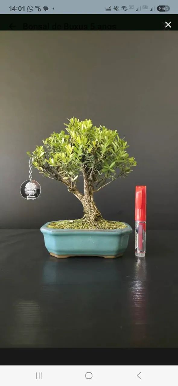 Bonsai de Buxus 5 anos 