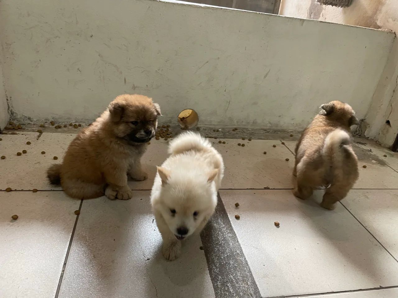 Vendo filhotes de Chow Chow Cachorros Santa Efigênia, São Luís