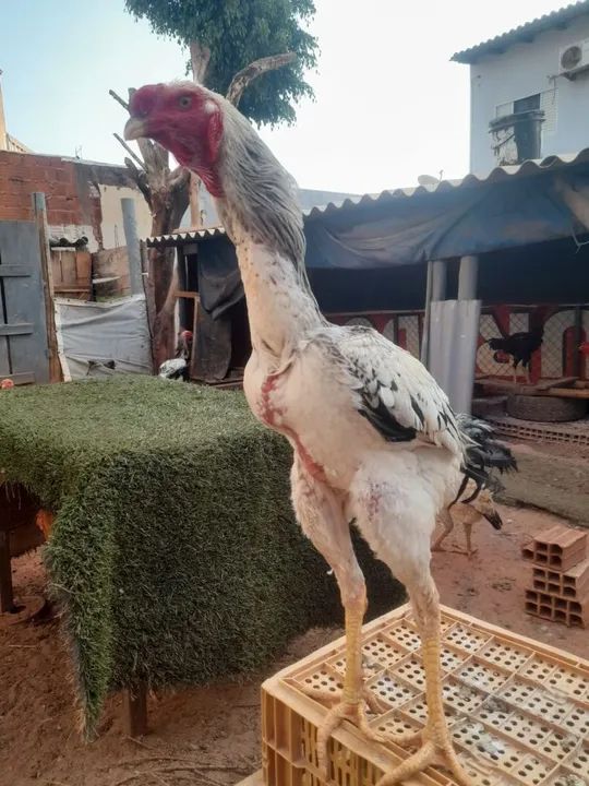 VENDO ÍNDIO GIGANTE "RAÇUDO " - Foto 3