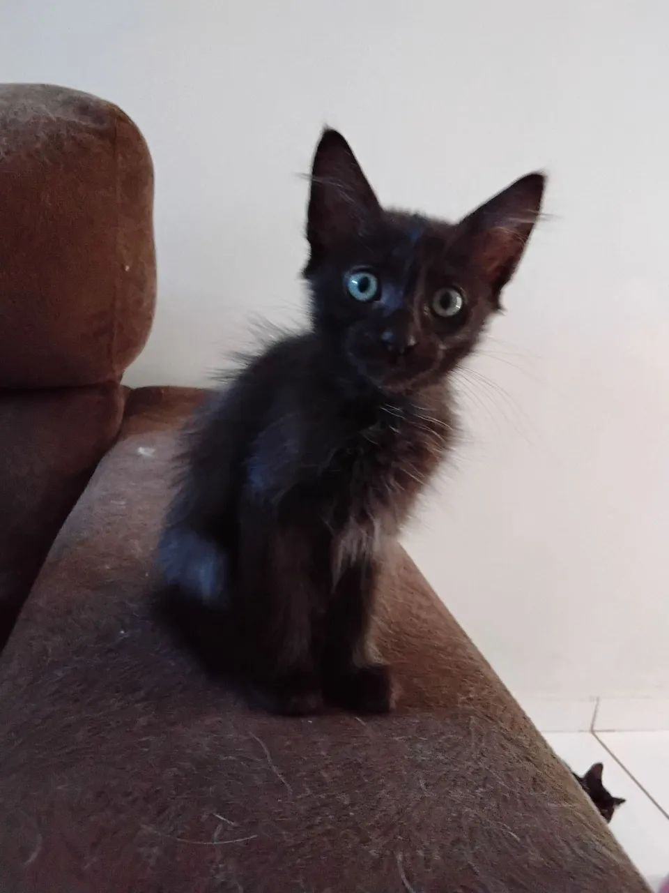 Gatinho lindo disponível para adoção - Foto 4