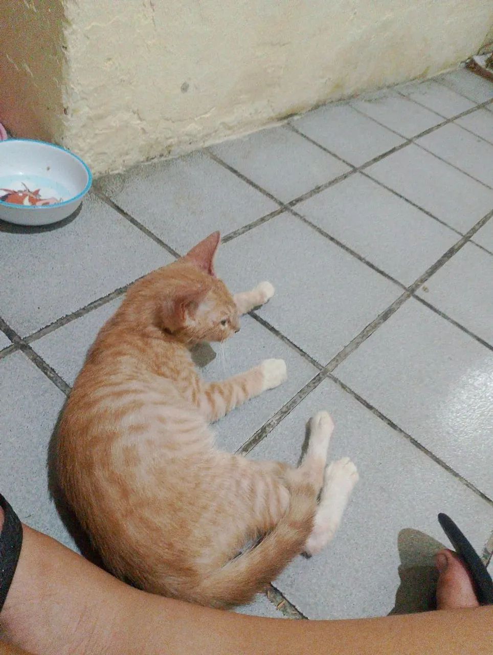 Gatinha fofo e carinhosa vermifugada - Foto 2