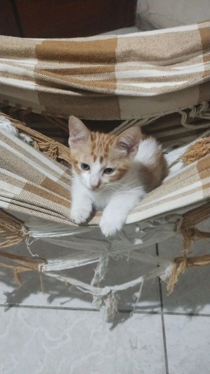 Gato que se auto declara nordestino