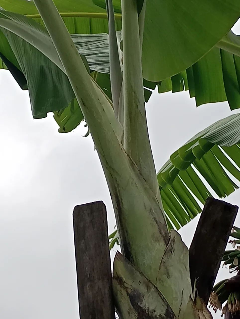 Vendo Mudas de Bananas  - Foto 3