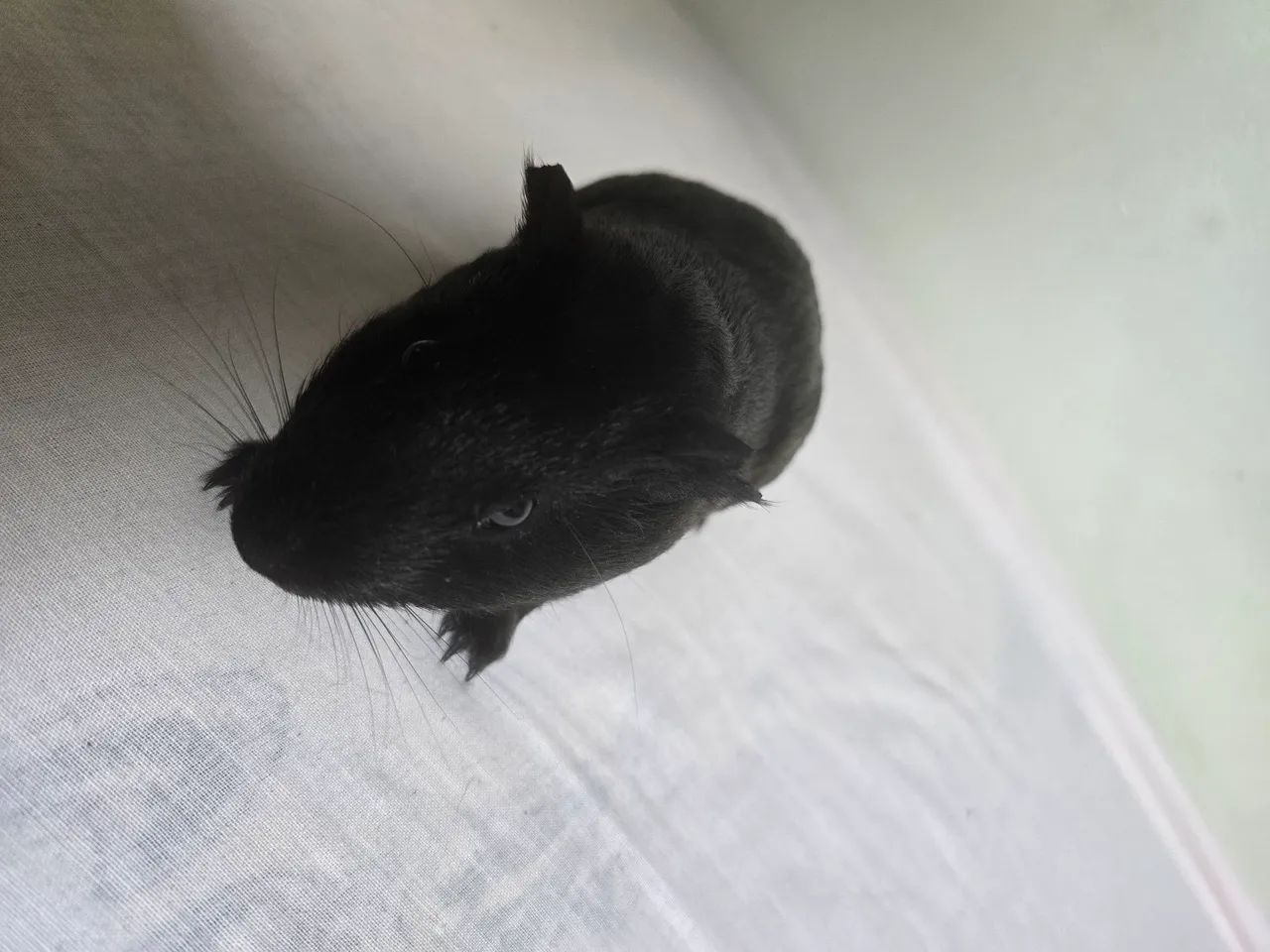 Porquinho da Índia Preto - Foto 3