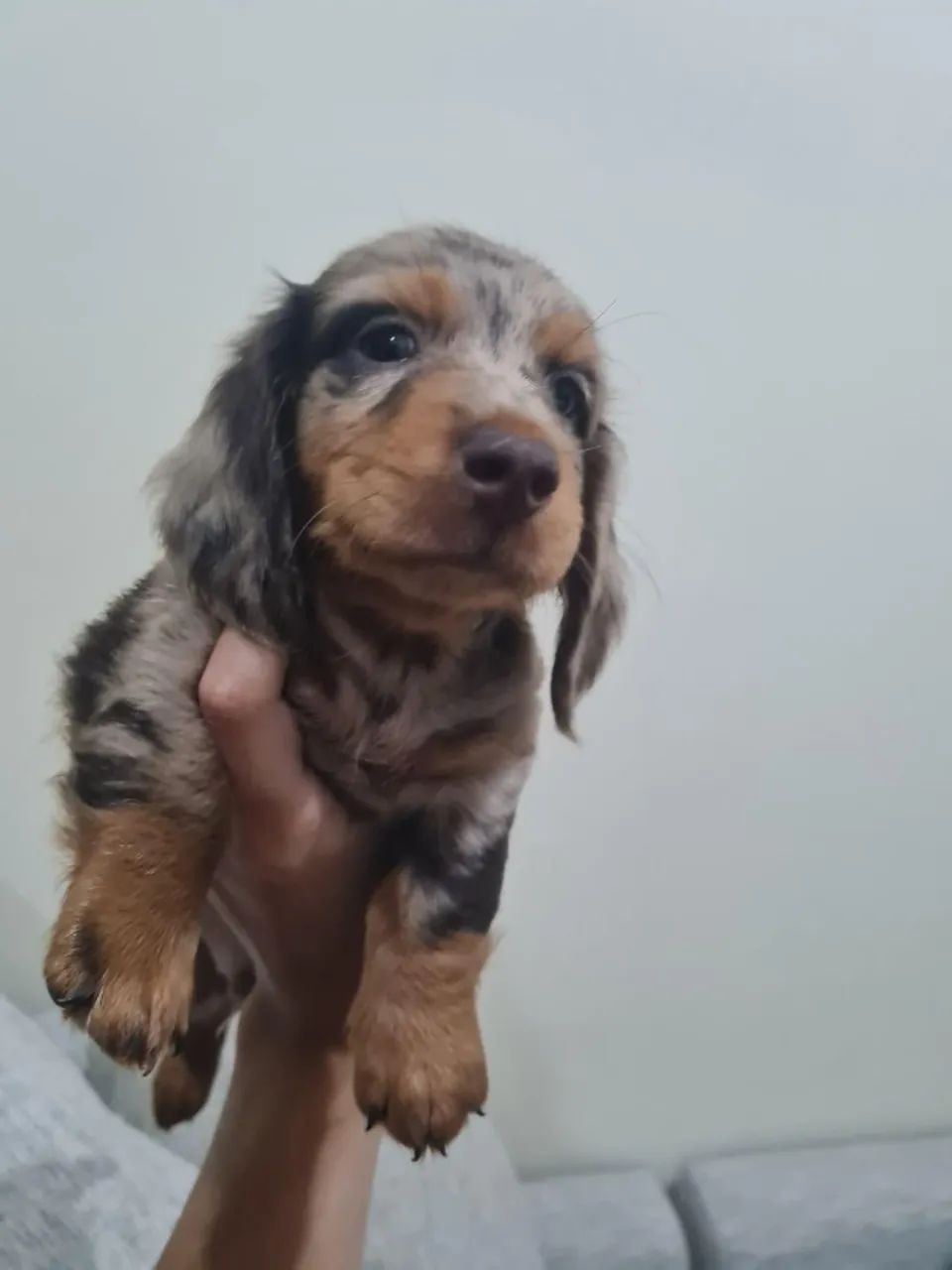 Filhotes de Basset Teckel - Foto 3