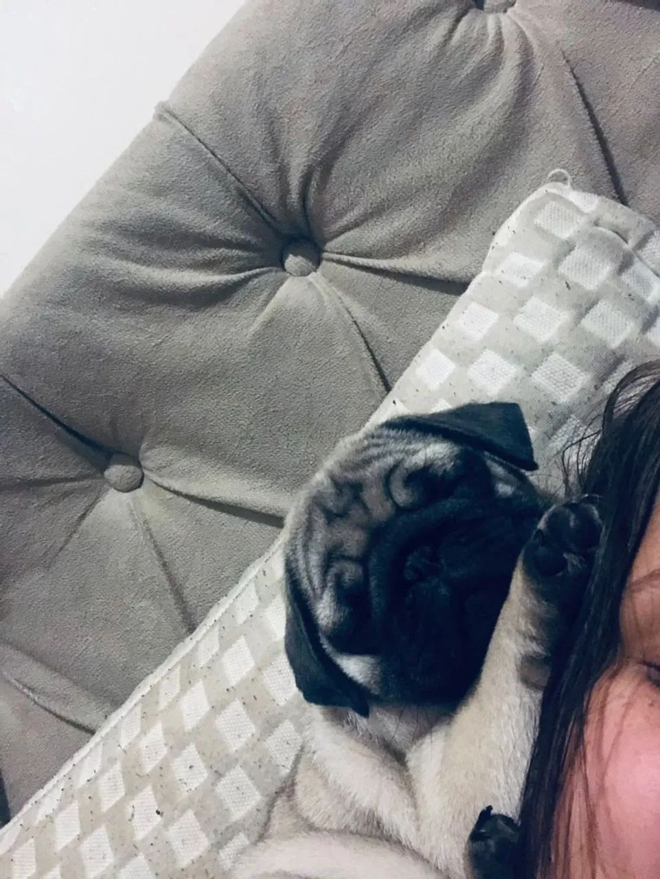 Cachorro pog - Foto 3