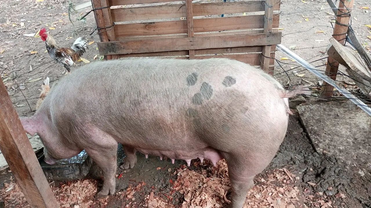 Venda porcos  - Foto 2
