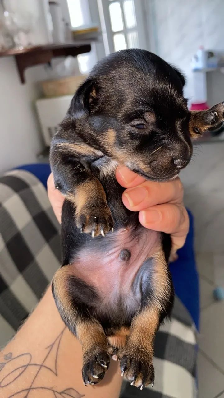 Cachorro - Foto 3