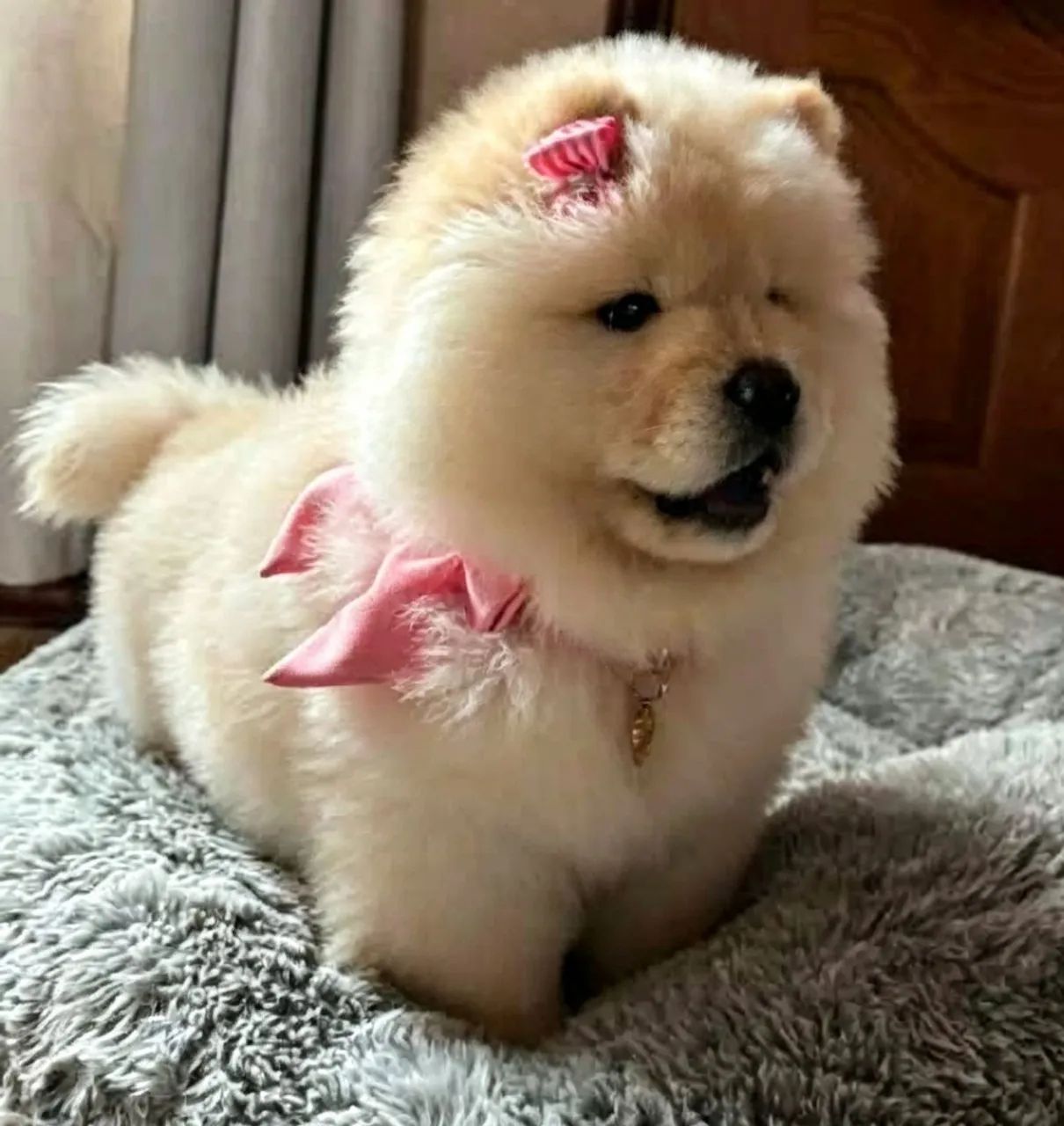 Chow chow americano  - Foto 2