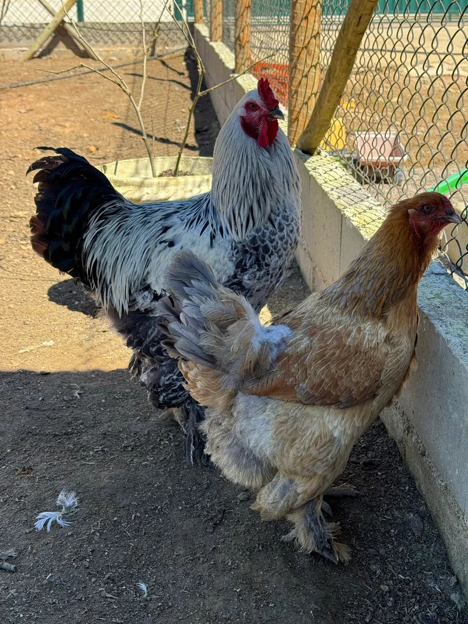 Ovos de Brahmas dúzia  - Foto 4