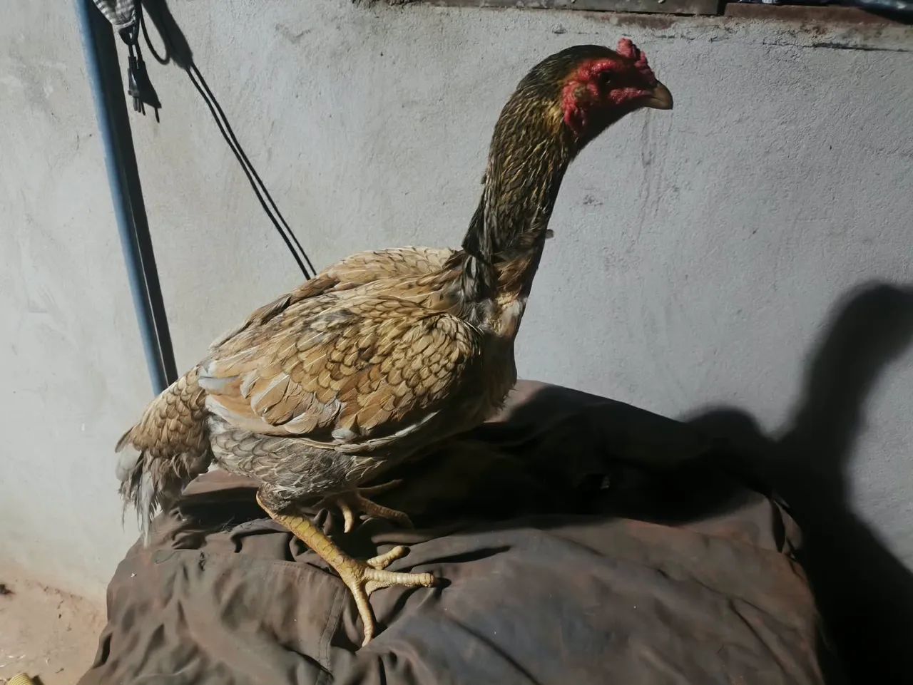 Vendo galinha índia  - Foto 4