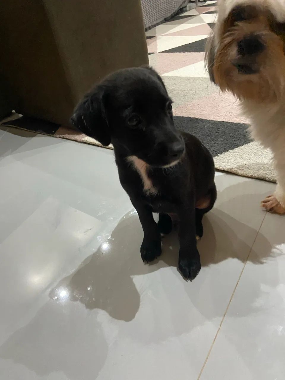 Cachorro para adoção  - Foto 2