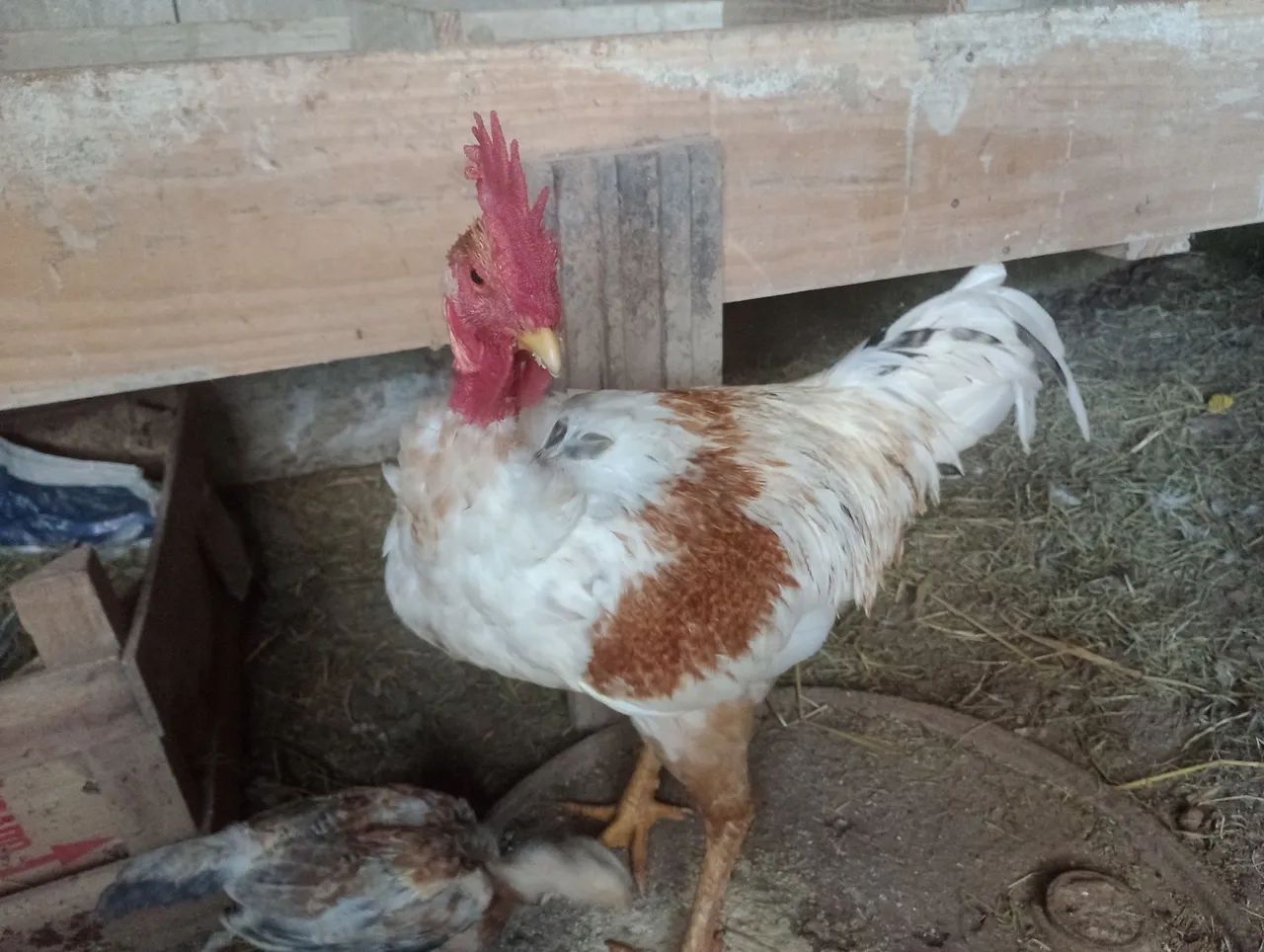 Frango  - Foto 3