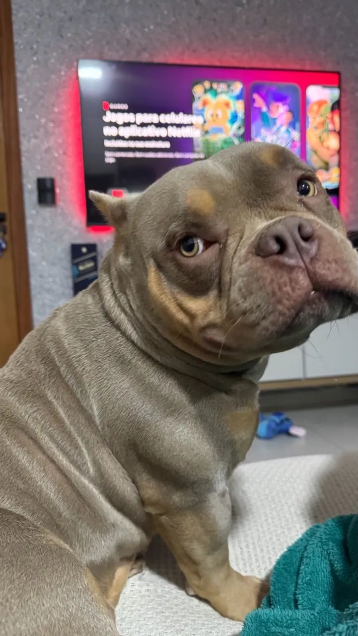 Cachorro american bully 
