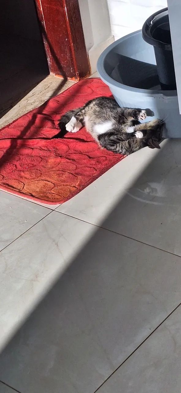 Gatinha Dócil para adoção - Foto 5