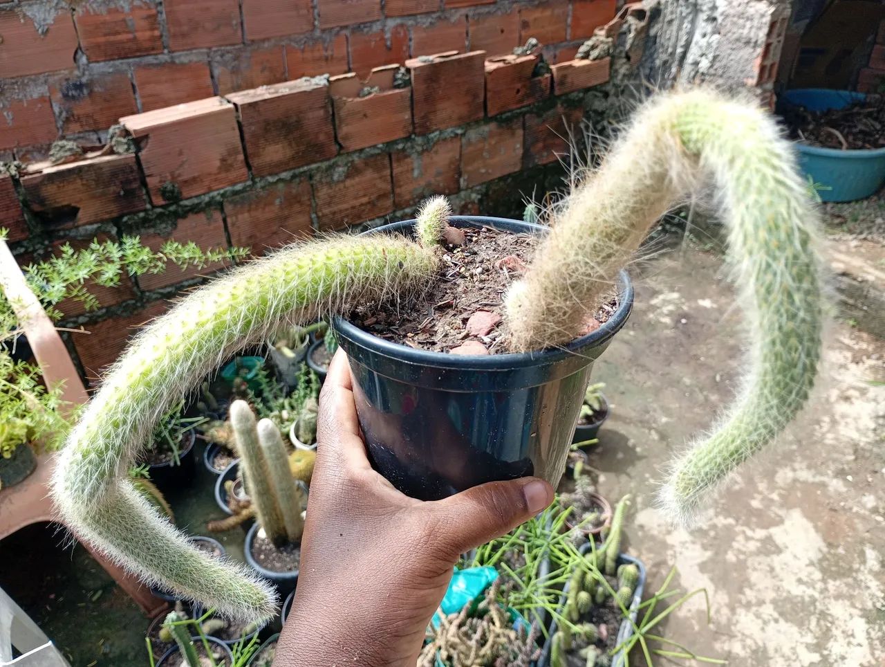 Líquidação de cactos Rabo de Macaco... - Foto 2