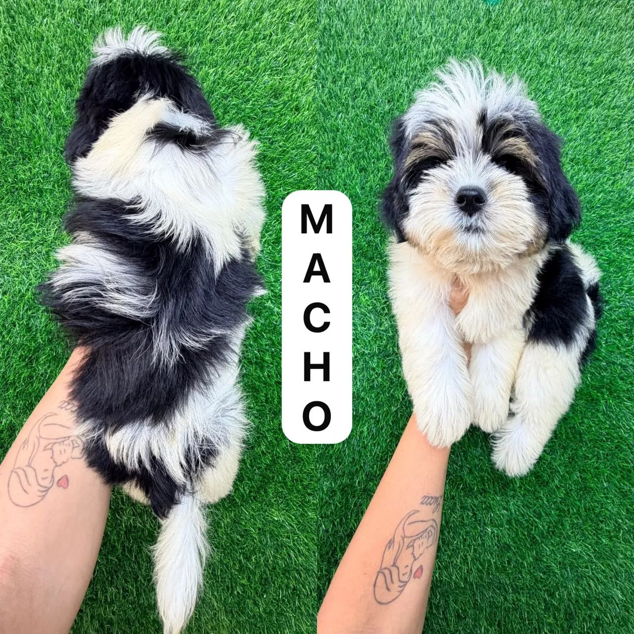 Shitzu macho  - Foto 2