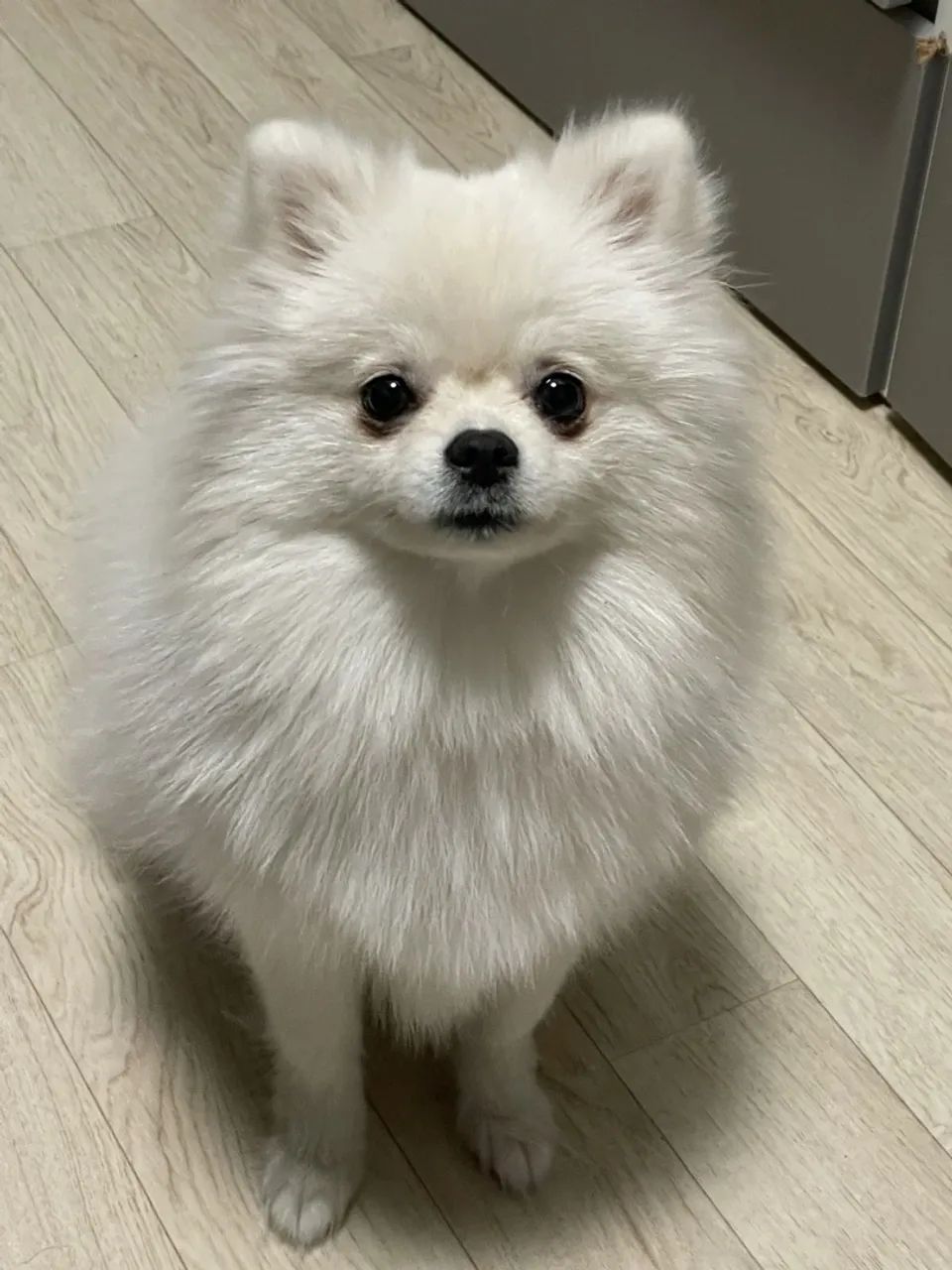 Cachorro