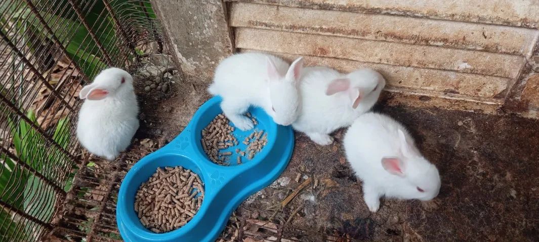 Filhotes de Coelho da Raça Nova Zelãndia - Foto 5