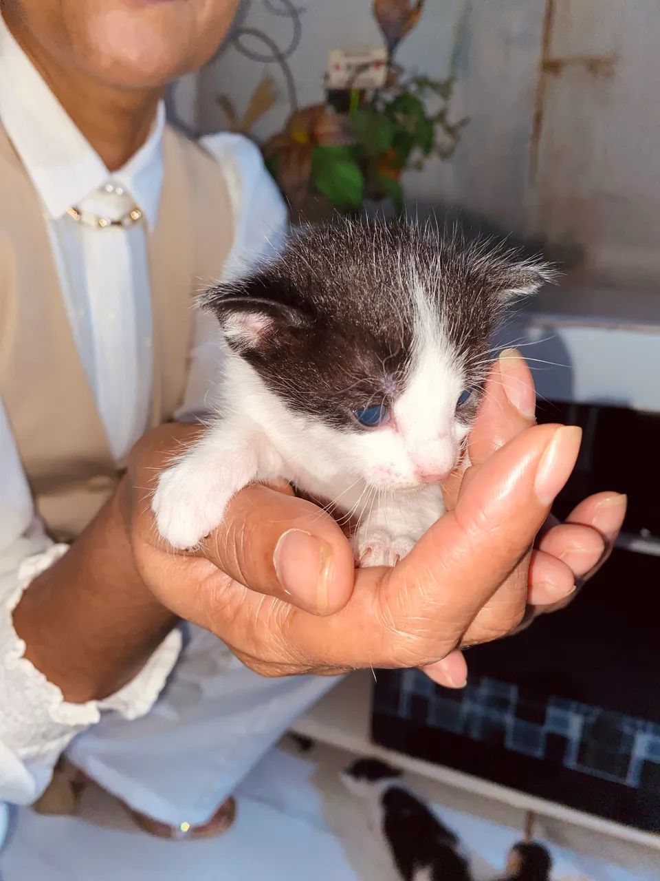 Doação de gatinhos 