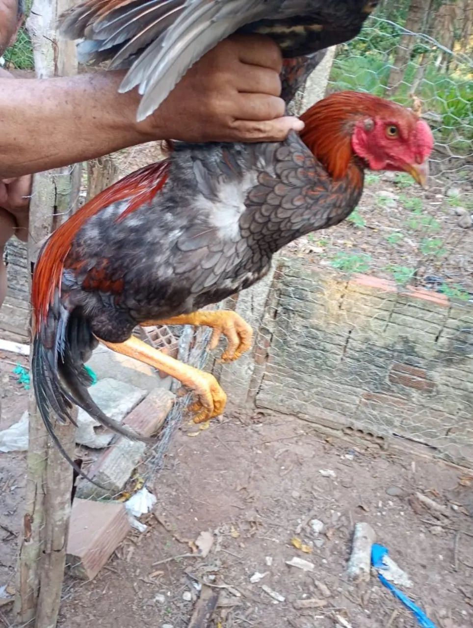 Galinhas 