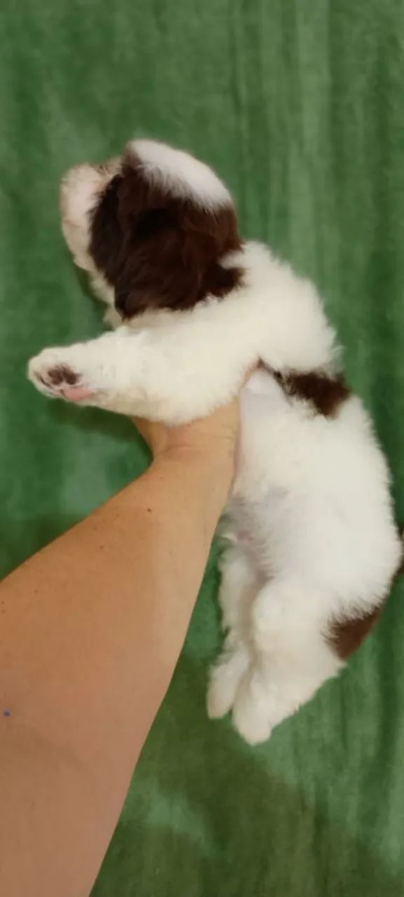 Shiztu  - Foto 2