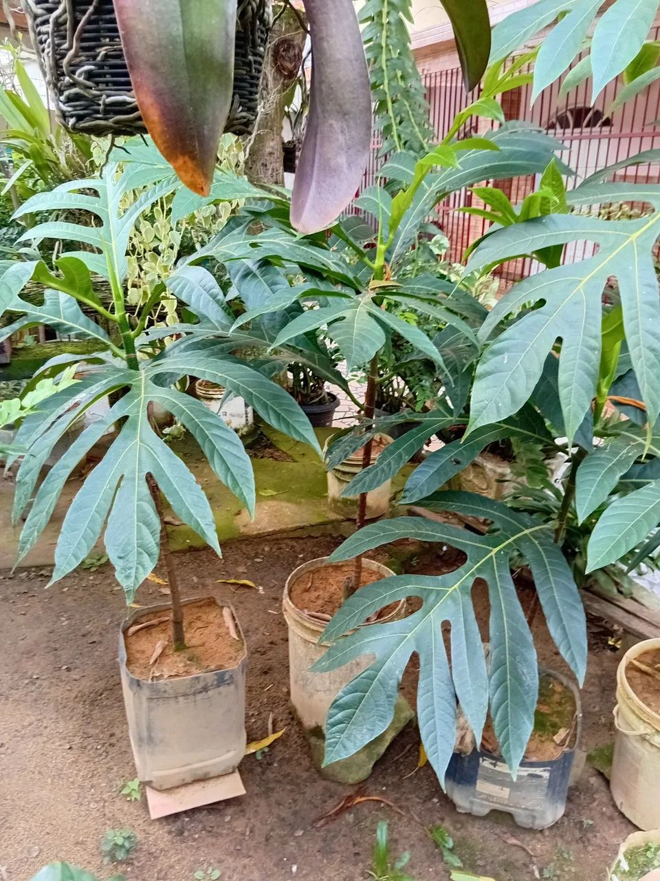 Muda de frutapão  - Foto 2