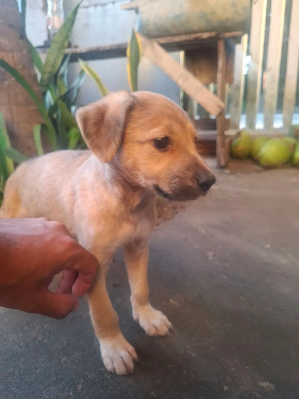 Cachorros pra adoção.  - Foto 4