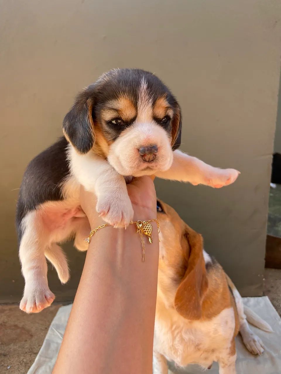Filhotes Beagle  - Foto 5