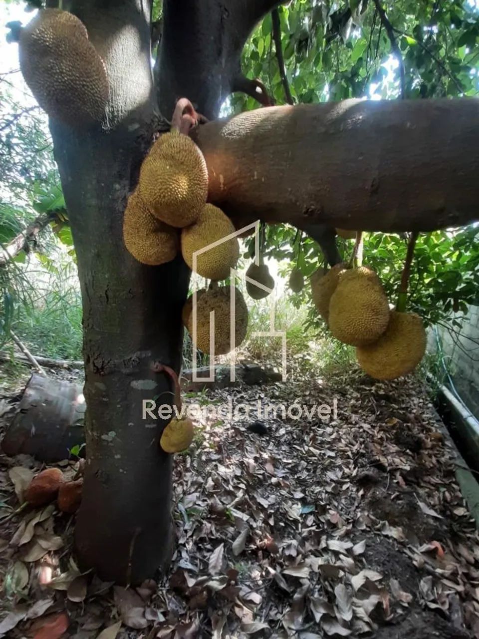 Terreno à venda em São Paulo - Foto 3