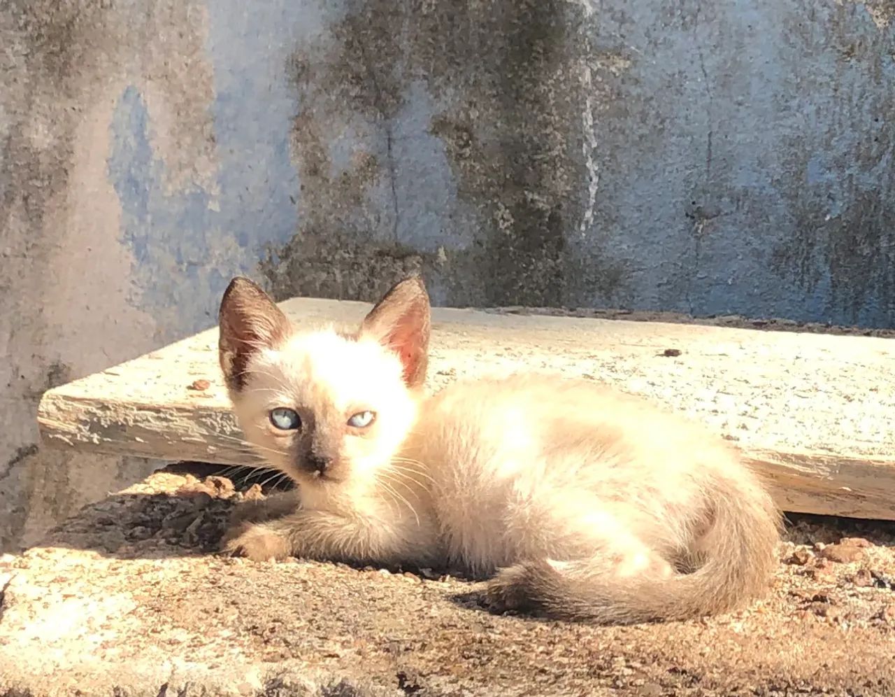 Gatinhas (FÊMEAS)