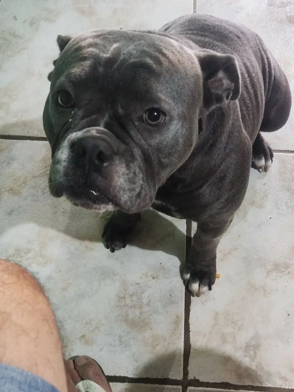 Vendo American bully - Foto 4