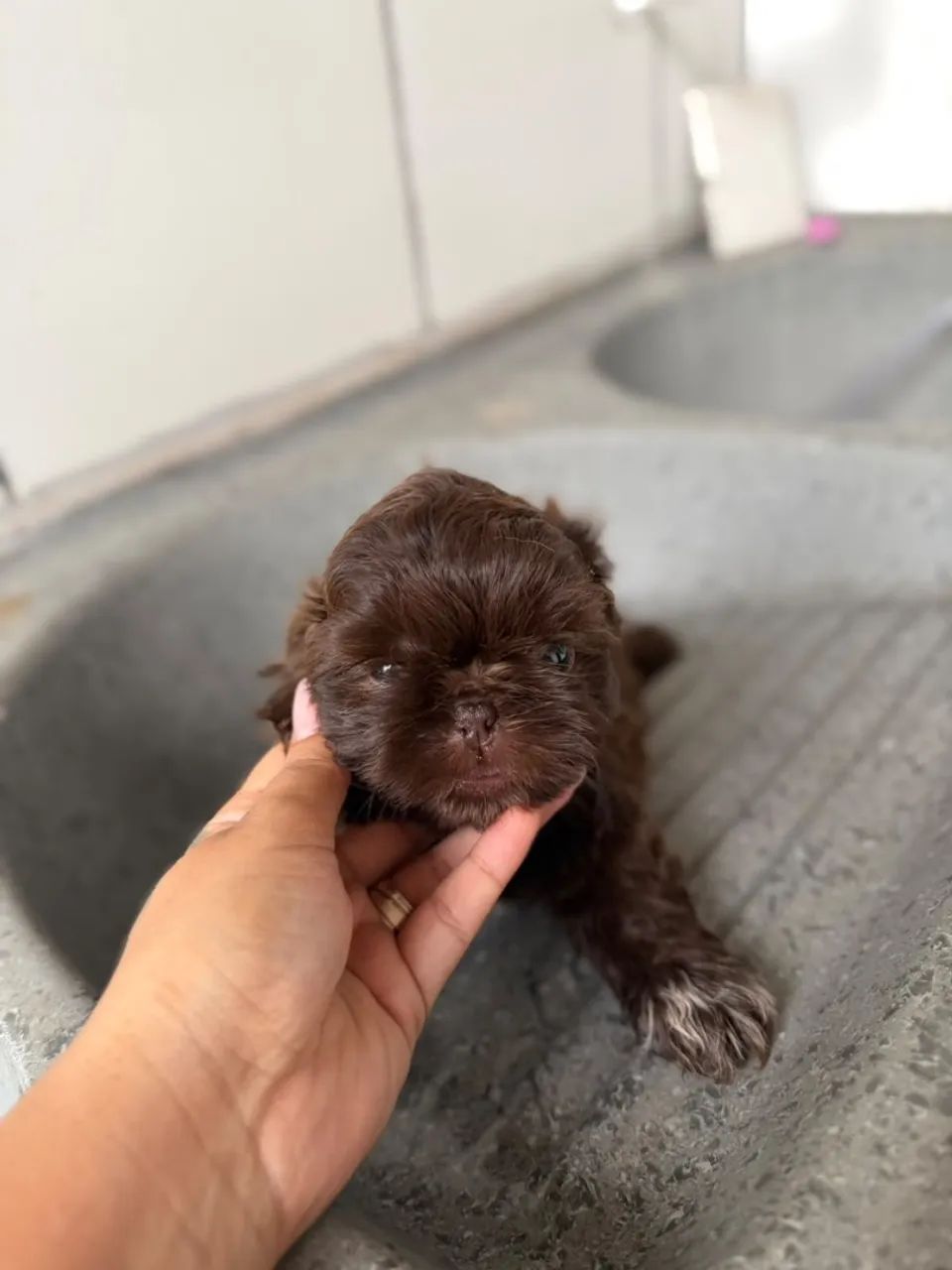venda cachorrinho  - Foto 2