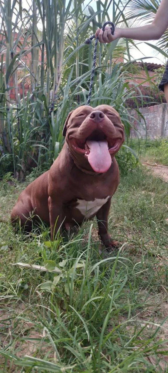 Pit Monster adoção responsável  - Foto 3