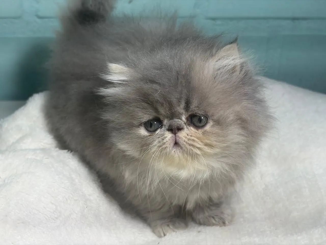 Gato persa - Foto 4