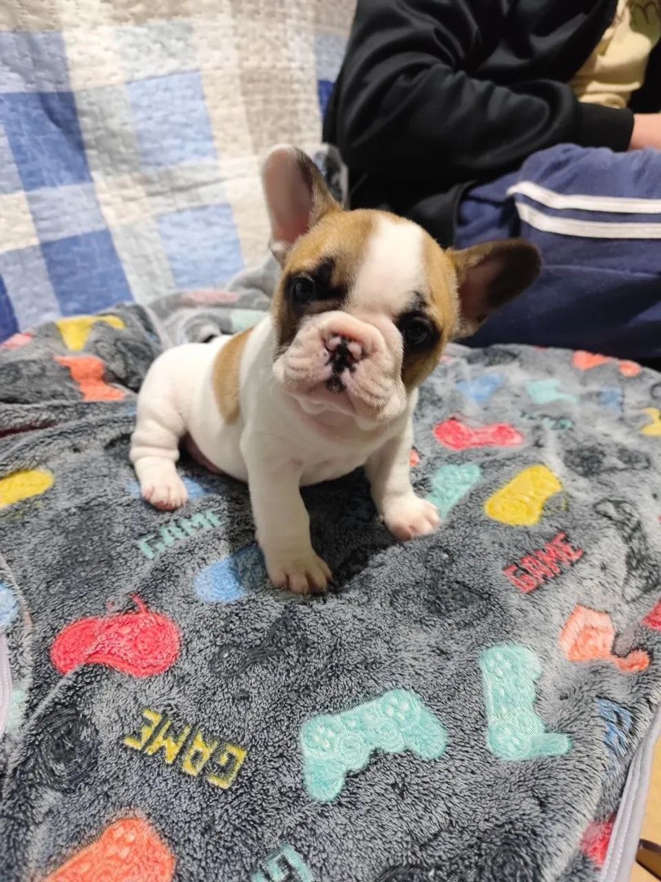Bulldog francês 