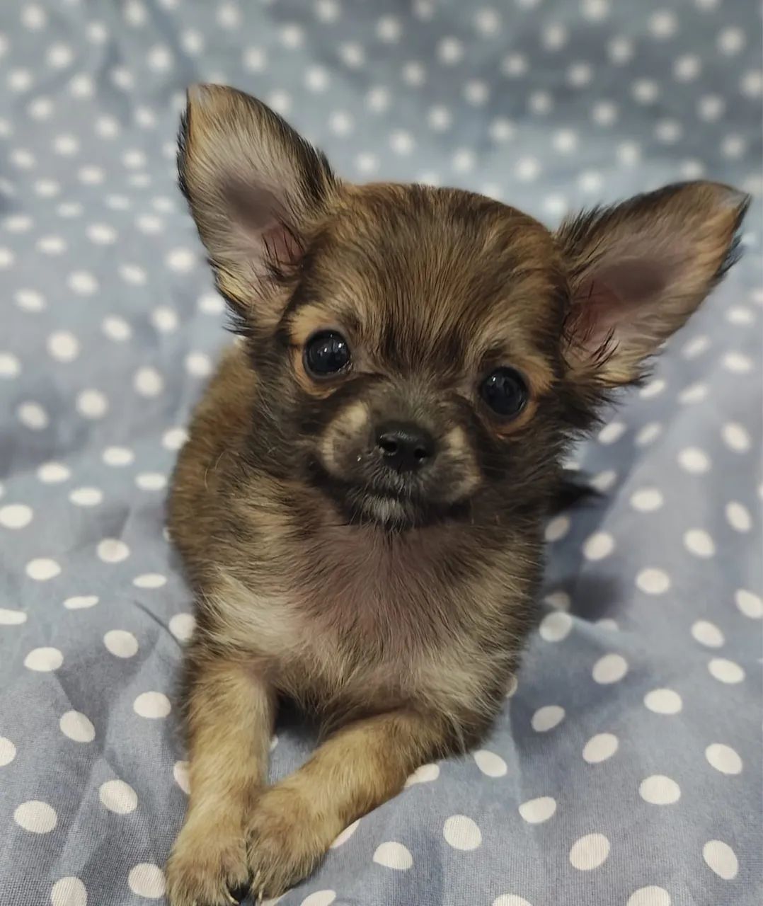 Chihuahua Castanho Micro 