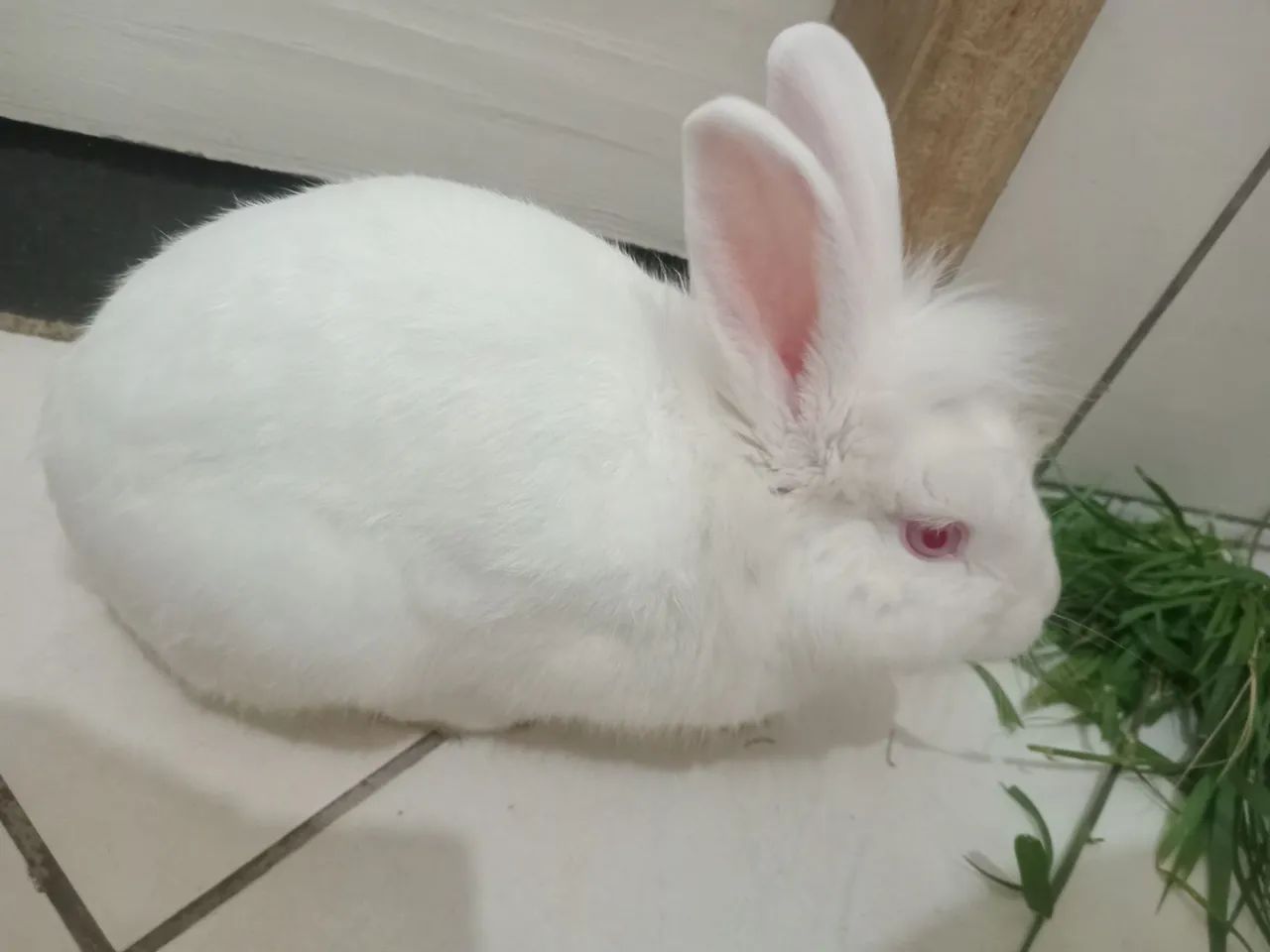 Coelho  - Foto 2