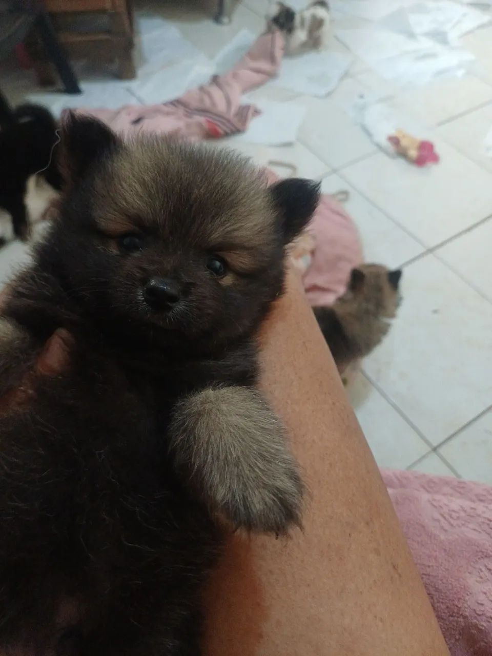 Cachorro - Foto 4