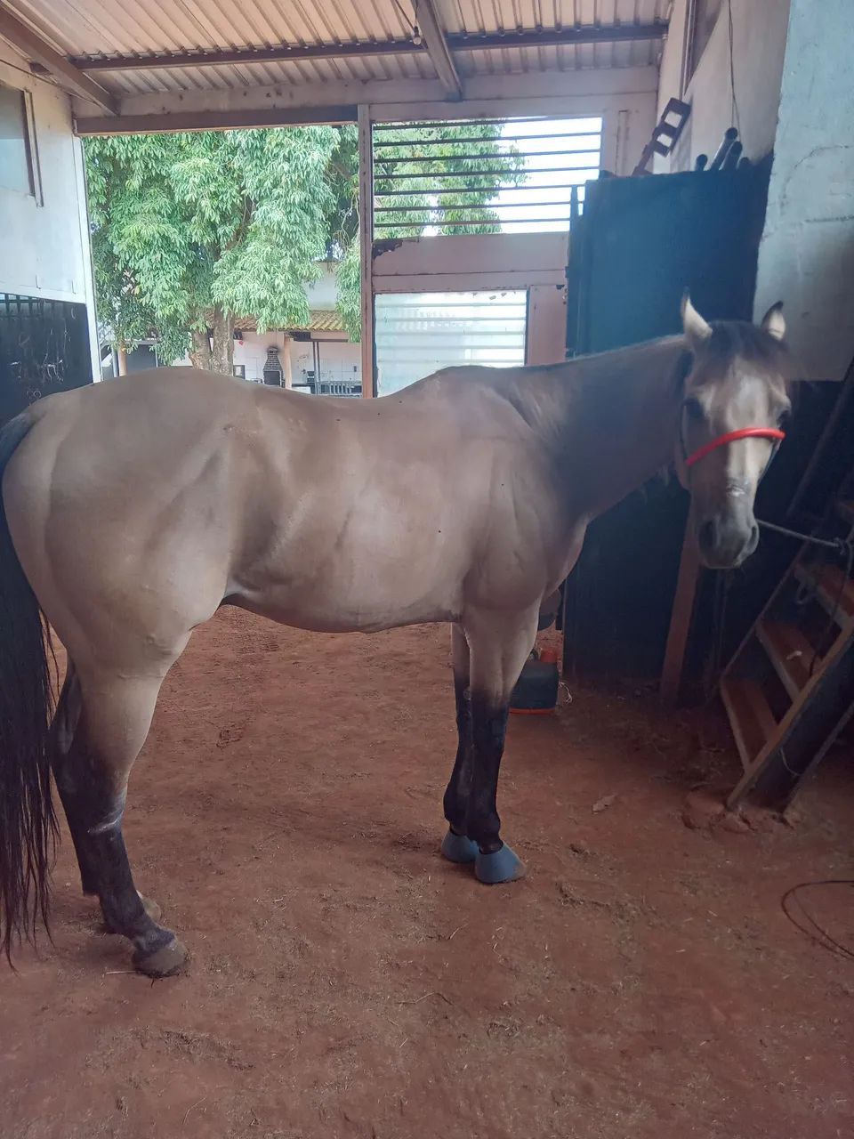 Cavalo de esteira - Foto 4