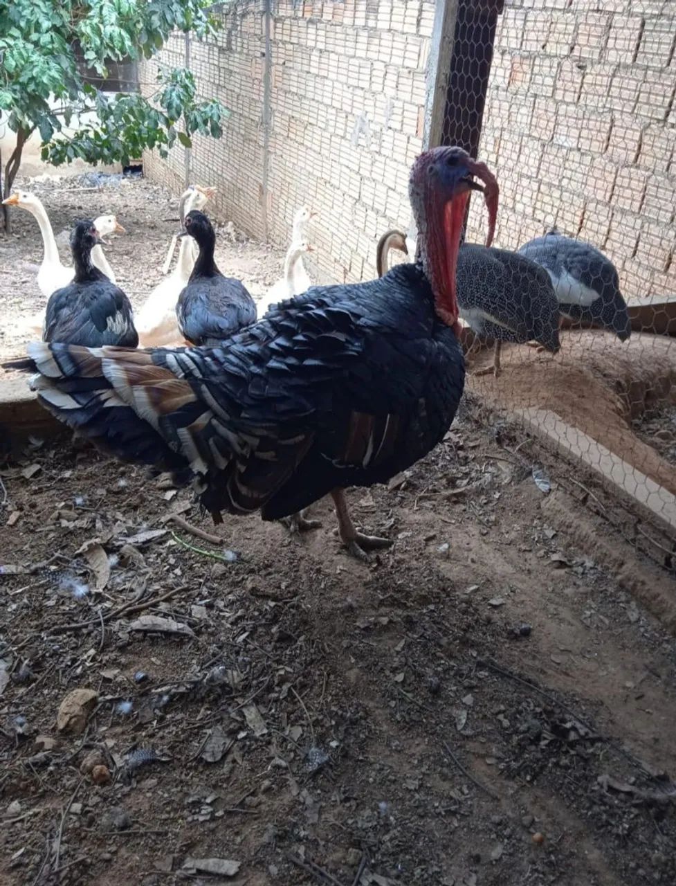 Vende-se Perus. - Foto 2