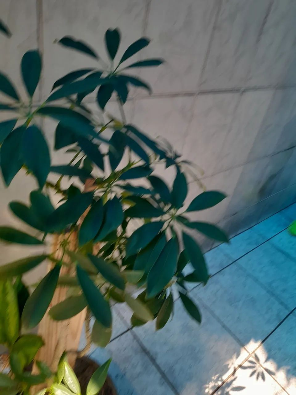 Vaso de plantas  - Foto 3