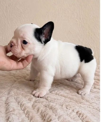 Bulldog francês  - Foto 2